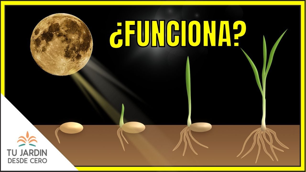Cómo la fase lunar influye en tus sueños
